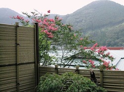 IMG_6586.jpg